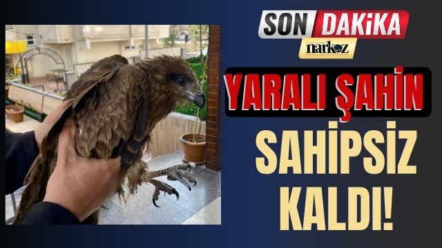 Gaziantep’te Yaralı Şahin Sahipsiz Kaldı