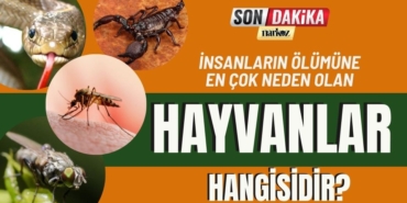 İnsan Ölümüne En Çok Neden olan Hayvan Hangisidir?