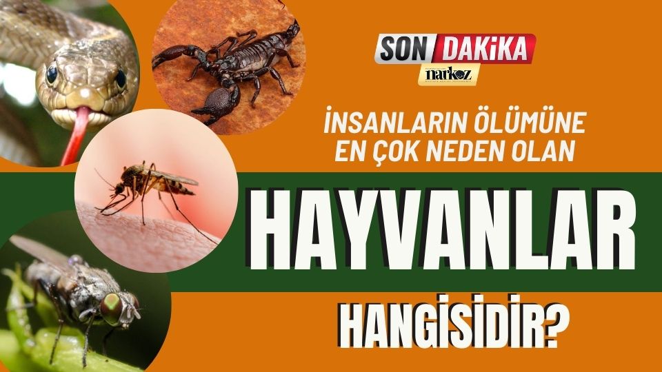 İnsan Ölümüne En Çok Neden olan Hayvan Hangisidir?