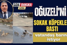Gaziantep'in Oğuzeli İlçesinde Sokak Köpekleri Korku Saçıyor
