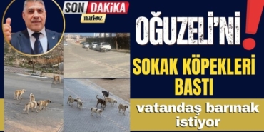 Gaziantep'in Oğuzeli İlçesinde Sokak Köpekleri Korku Saçıyor