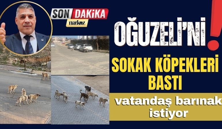 Gaziantep'in Oğuzeli İlçesinde Sokak Köpekleri Korku Saçıyor