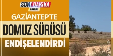 Gaziantep'te domuz sürüsü köye indi