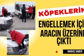 Samsun'da bir kadın aracın üzerine çıktı, köpeklerin toplanmasına engel olmaya çalıştı