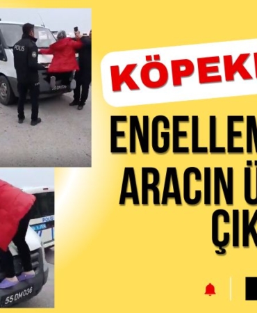 Samsun'da bir kadın aracın üzerine çıktı, köpeklerin toplanmasına engel olmaya çalıştı