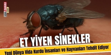 Et Yiyen Sinekler: Yeni Dünya Vida Kurdu İnsanları ve Hayvanları Tehdit Ediyor