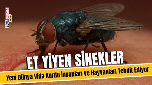 Et Yiyen Sinekler: Yeni Dünya Vida Kurdu İnsanları ve Hayvanları Tehdit Ediyor