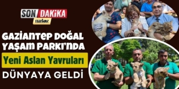 Gaziantep Doğal Yaşam Parkı’nda Yeni Aslan Yavruları Dünyaya Geldi