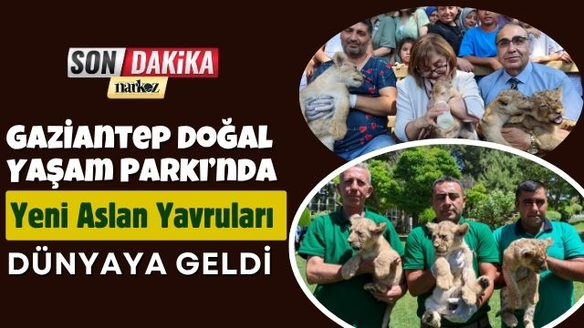 Gaziantep Doğal Yaşam Parkı’nda Yeni Aslan Yavruları Dünyaya Geldi