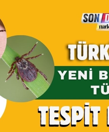 Türkiye'de Yeni Bir Kene Türü Tespit Edildi