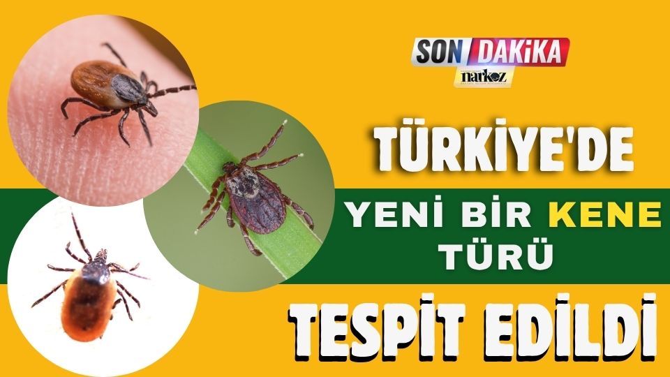 Türkiye'de Yeni Bir Kene Türü Tespit Edildi