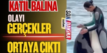 Katil Balina Olayı! Gerçekler Ortaya Çıktı