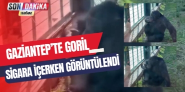 Gaziantep'te bir goril, sigara içerken görüntülendi