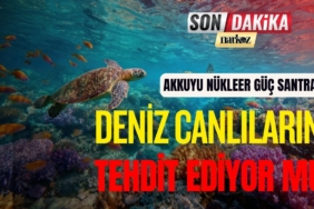 Mersin Nükleer Santrali Deniz Canlılarını Tehdit Ediyor mu? Mersin Nükleer Santrali Deniz Canlılarını Tehdit Ediyor mu?