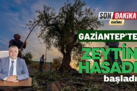 Gaziantep ve Bölgede Zeytin Hasadı Başladı Gaziantep ve Bölgede Zeytin Hasadı Başladı