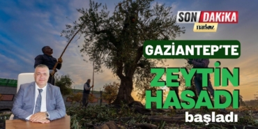 Gaziantep ve Bölgede Zeytin Hasadı Başladı