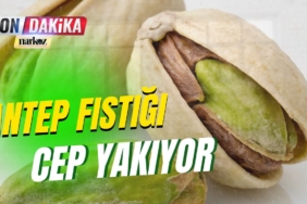 Antep fıstığı fiyatları el yakıyor: Üretici rekolte azlığından, tüketici zamdan şikâyetçi