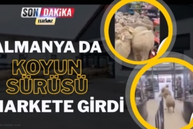 Almanya’daki bir kasabada koyun sürüsü, marketi istila etti.