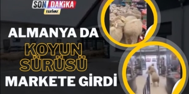 Almanya’daki bir kasabada koyun sürüsü, marketi istila etti.