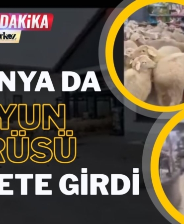 Almanya’daki bir kasabada koyun sürüsü, marketi istila etti.