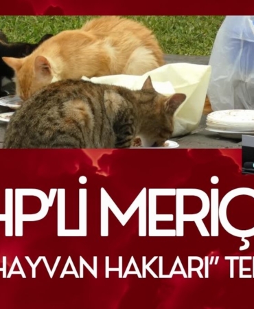“Hayvan Hakları” Tepkisi