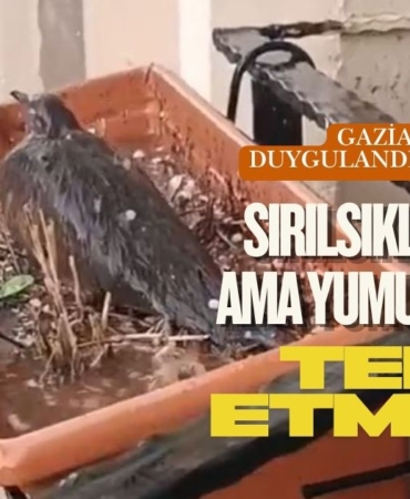Gaziantep’te Duygulandıran Görüntü Sırılsıklam Oldu Ama Yumurtalarını Terk Etmedi!