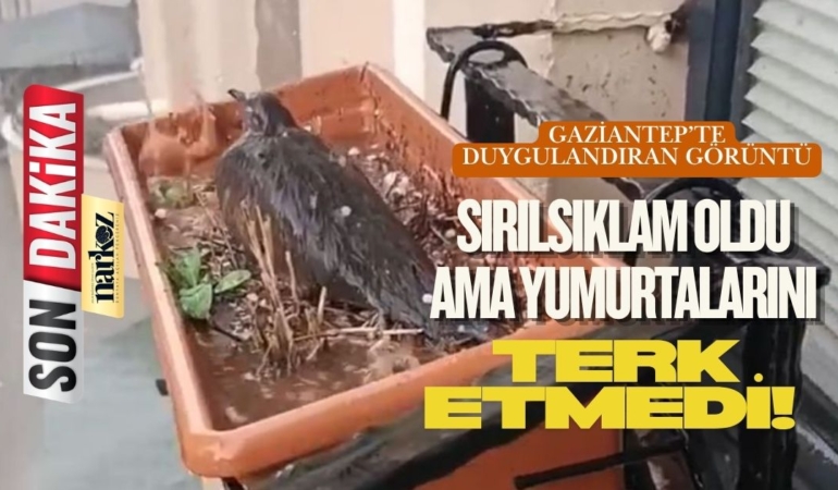 Gaziantep’te Duygulandıran Görüntü Sırılsıklam Oldu Ama Yumurtalarını Terk Etmedi!