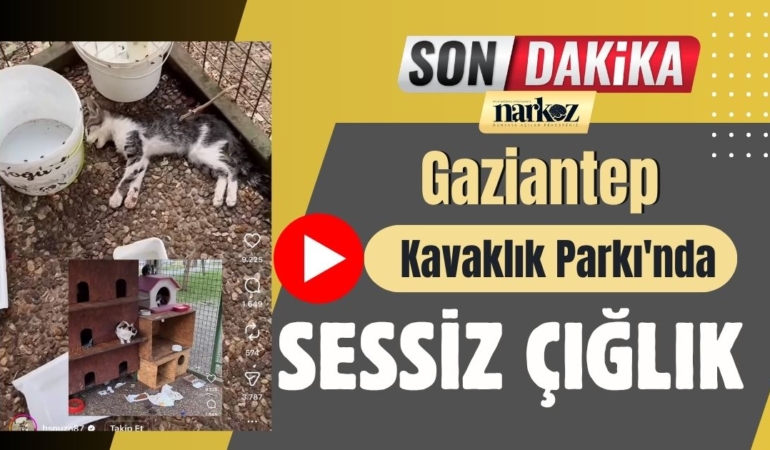 Gaziantep Kavaklık Parkı'nda Sessiz Çığlık Bir Yaşam Alanı Nasıl Ölüme Dönüştü