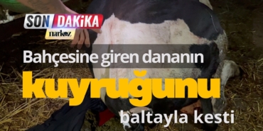 Bahçesine giren dananın kuyruğunu baltayla kesti