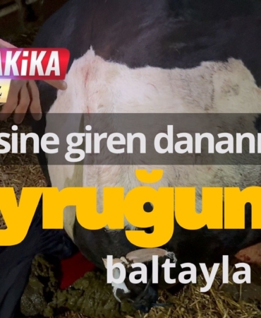 Bahçesine giren dananın kuyruğunu baltayla kesti