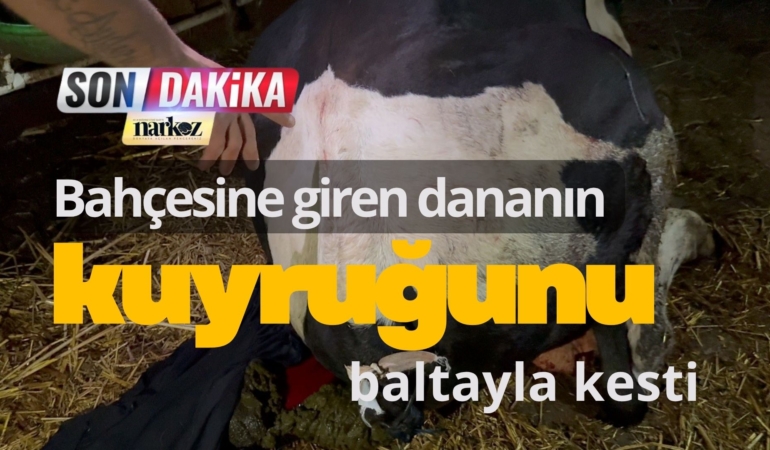 Bahçesine giren dananın kuyruğunu baltayla kesti
