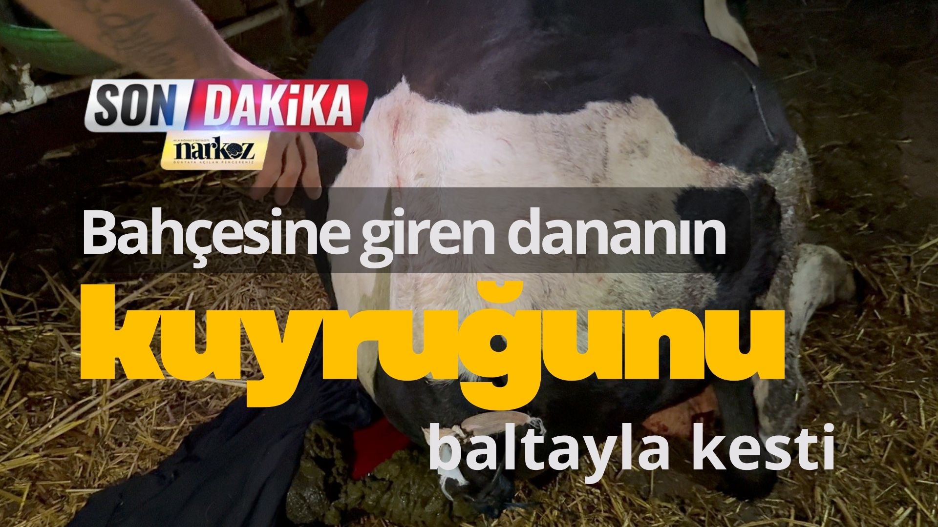 Bahçesine giren dananın kuyruğunu baltayla kesti