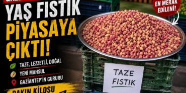 Gaziantep’te Yaş Fıstık Tezgâha İndi Fiyatını Görenler Şaşkına Döndü!