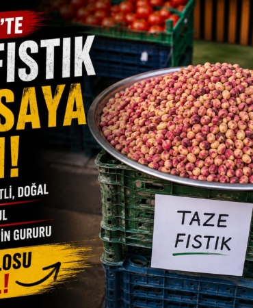 Gaziantep’te Yaş Fıstık Tezgâha İndi Fiyatını Görenler Şaşkına Döndü!
