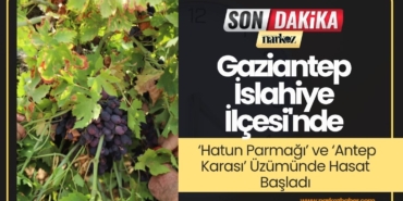 Gaziantep İslahiye İlçesi'nde ‘Hatun Parmağı’ ve ‘Antep Karası’ Üzümünde Hasat Başladı