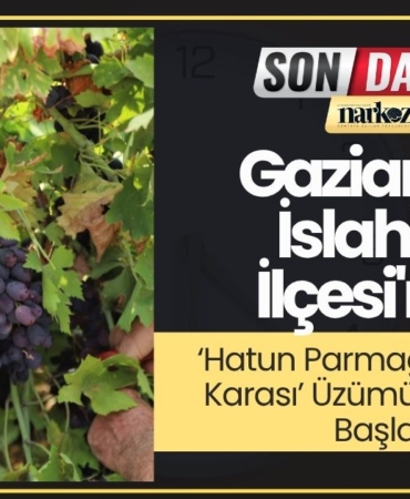 Gaziantep İslahiye İlçesi'nde ‘Hatun Parmağı’ ve ‘Antep Karası’ Üzümünde Hasat Başladı