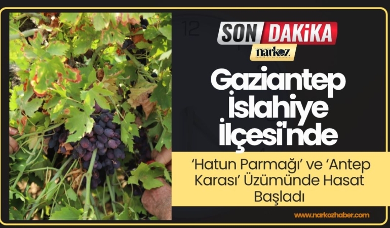 Gaziantep İslahiye İlçesi'nde ‘Hatun Parmağı’ ve ‘Antep Karası’ Üzümünde Hasat Başladı
