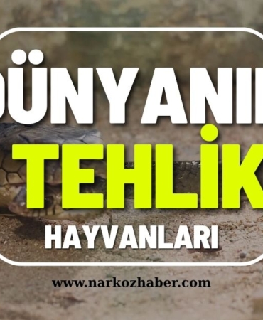 dünyanın-en-tehlikeli-hayvanları