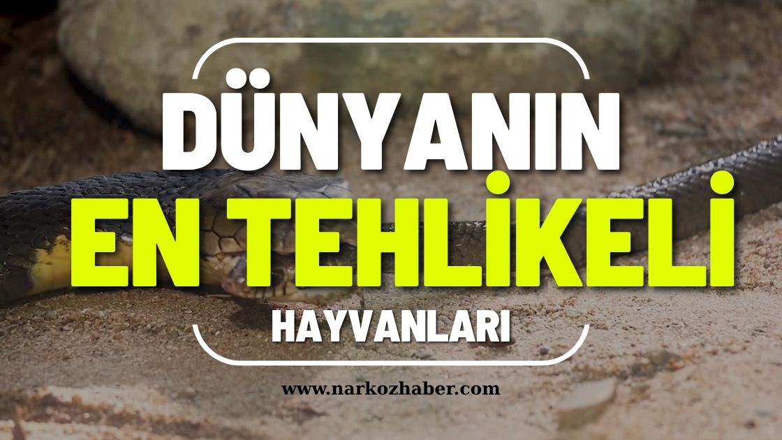dünyanın-en-tehlikeli-hayvanları