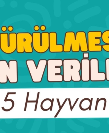 hayvan-islam