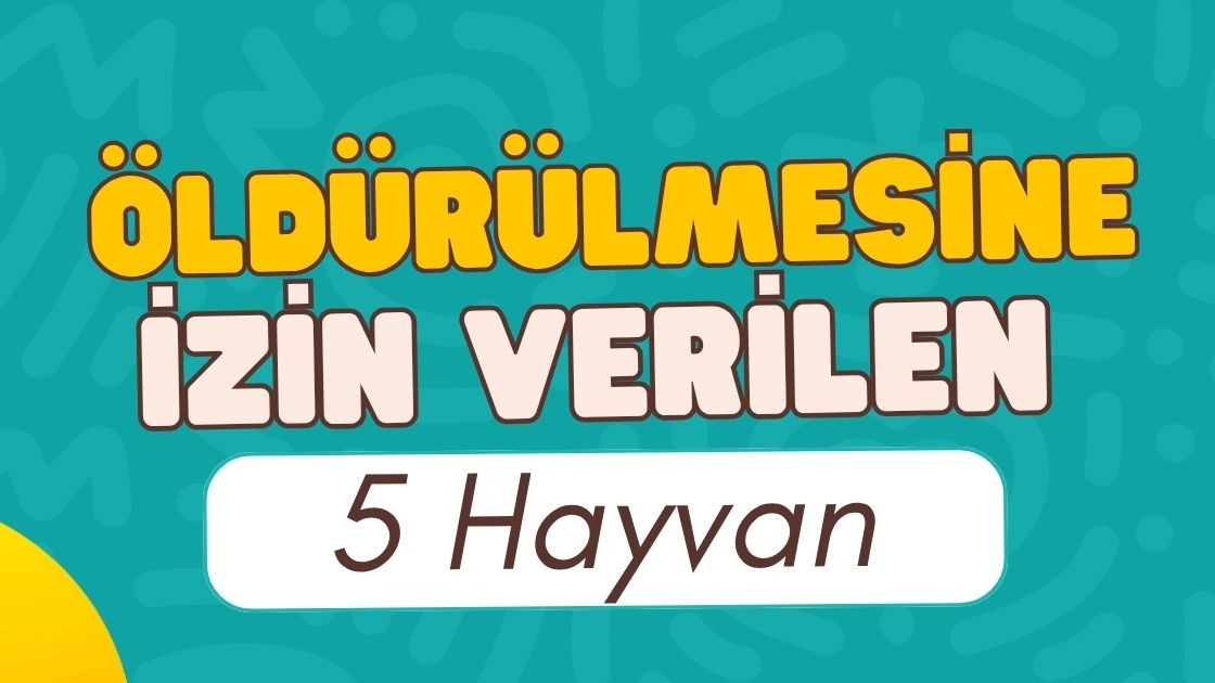 hayvan-islam