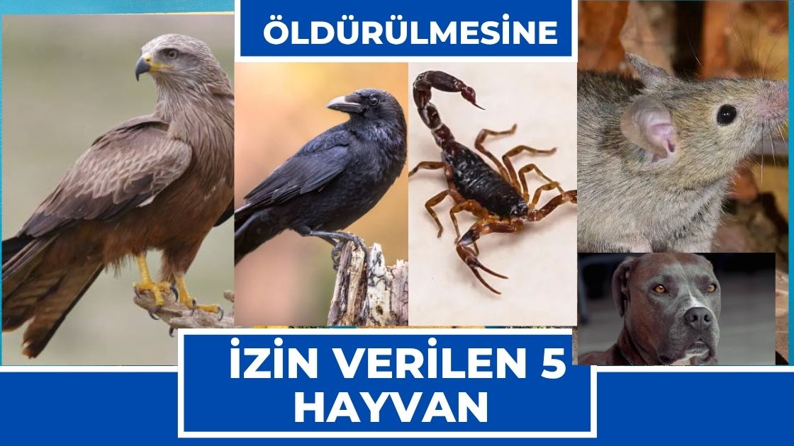Öldürülmesine İzin Verilen 5 Hayvan Öldürülmesine İzin Verilen 5 Hayvan