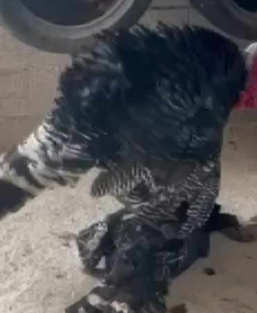 Gaziantep'te erkek hindi, vefat eden dişi hindinin başından ayrılmadı