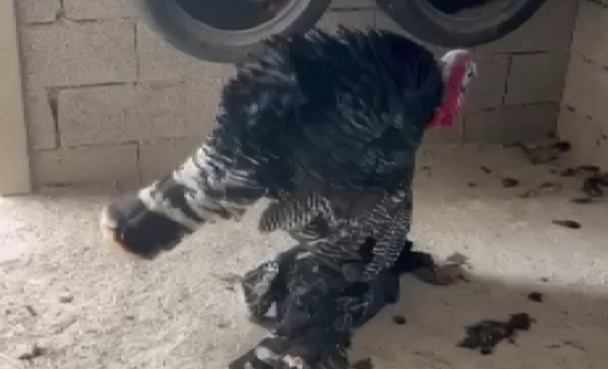 Gaziantep'te erkek hindi, vefat eden dişi hindinin başından ayrılmadı